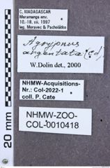 Etikette zu Agrypnus argentatus (NHMW-ZOO-COL-0010418)